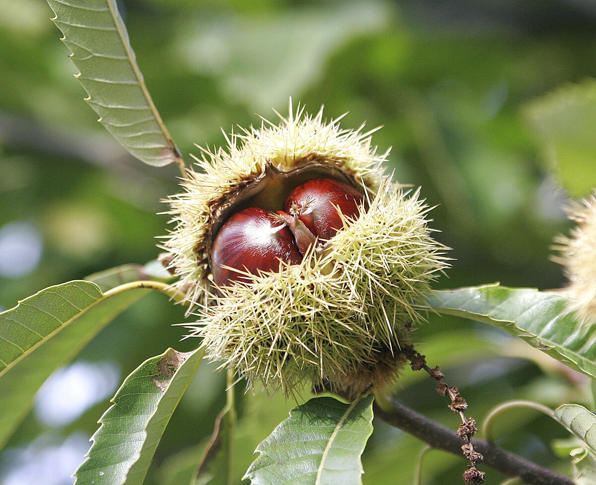 New Quick Trick to Cook Chestnuts in a Pan! Simple & Fast