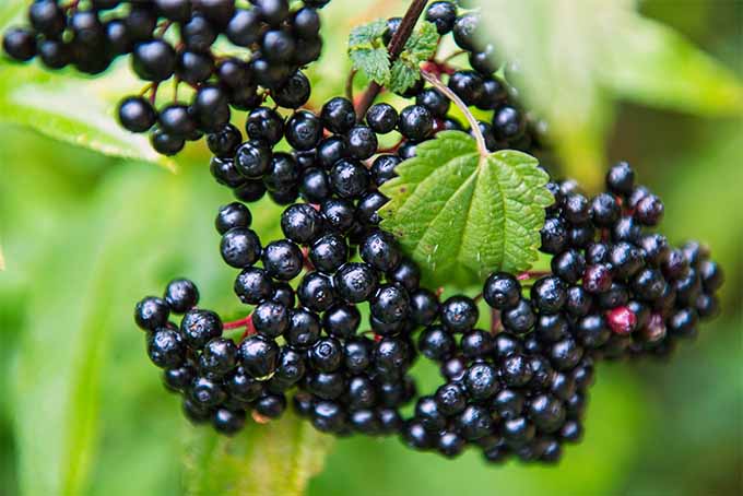 The Healthiest Berries in the World: A Natural Remedy for Colds and Flu