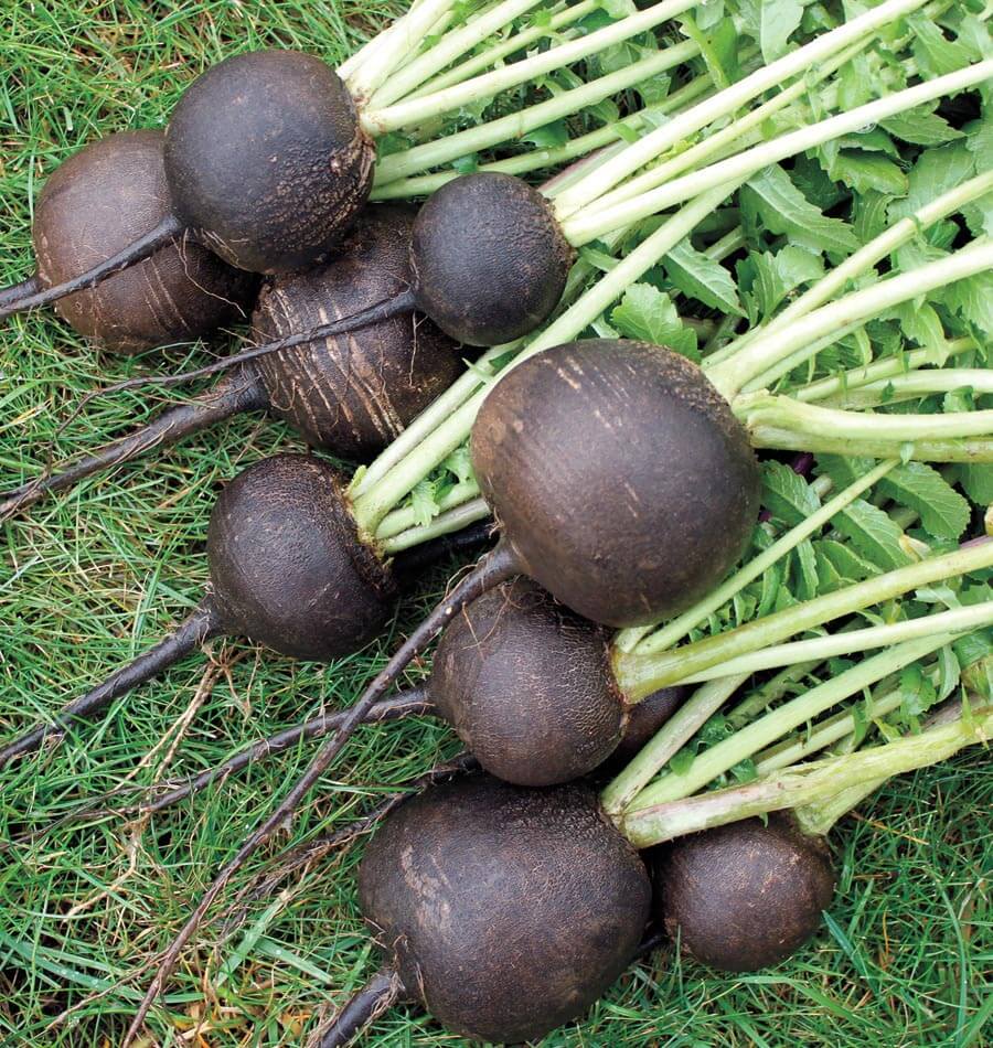 Natural Remedy for Dry Cough and Bronchitis: Black Radish