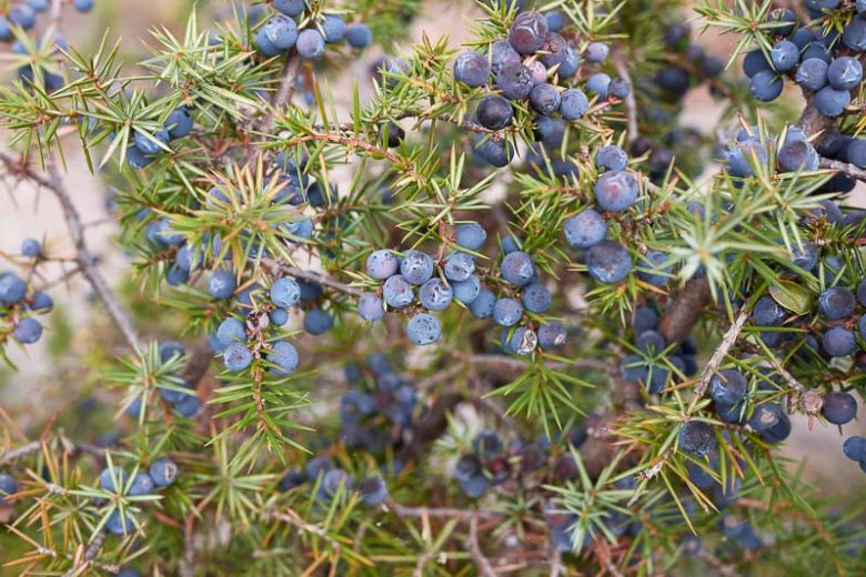 The Healthiest Berries in the World: Juniper Berries Penetrate Where Medicines Cannot