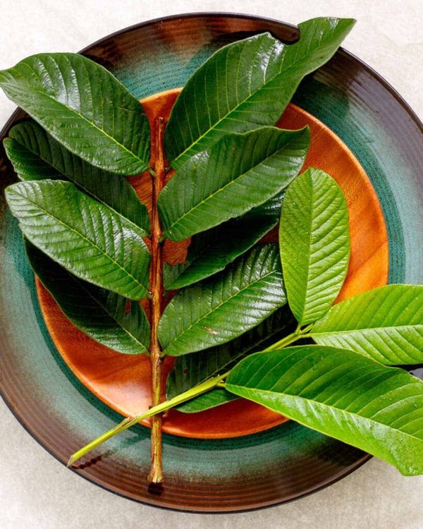 Guava Leaf Tea: A Delicious and Healthy Beverage for Your Well-being