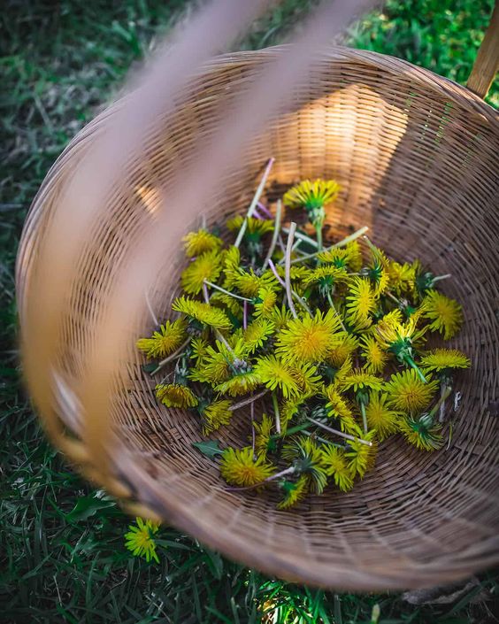 Discover the Wonders of Dandelion Oil: A Step-by-Step Guide