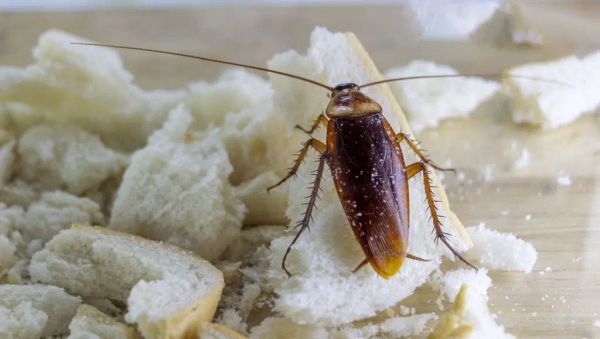 Goodbye Cockroaches in the House: The Natural Trick to Keep Them Away Forever