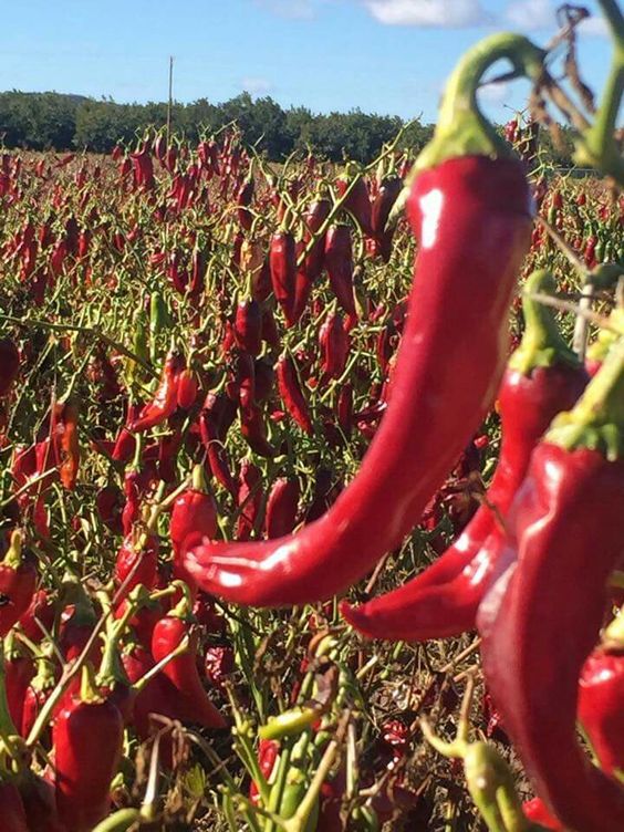 Learn How to Grow Chilies Like a Master