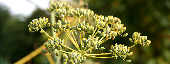 Death Begins in the Intestines! If You Have This Plant, Why Should It Die? Cleanses the Intestines with Fennel Seeds