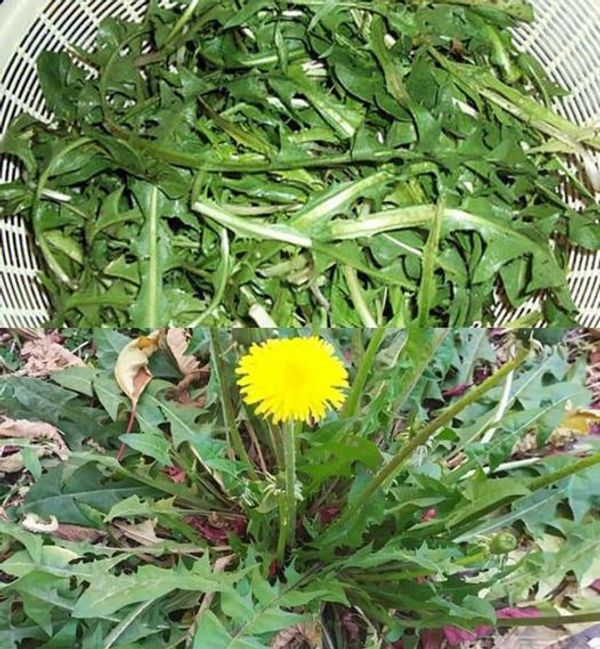 The Amazing Benefits of Dandelion: A Powerful Plant for Your Health