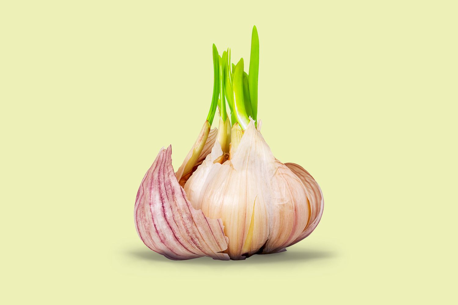 When You See This, You’ll Never Throw Away Sprouted Garlic Again