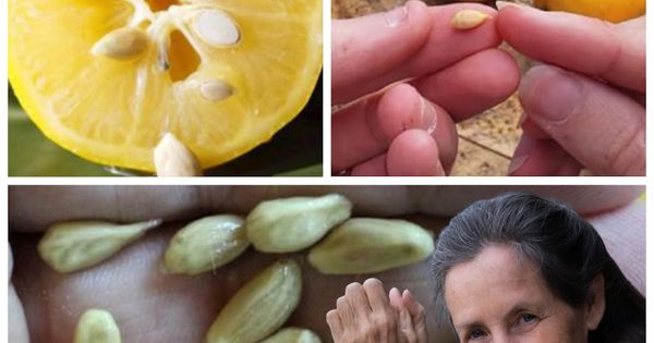 Don’t Throw Away Those Lemon Seeds – They’re as Valuable as Gold!