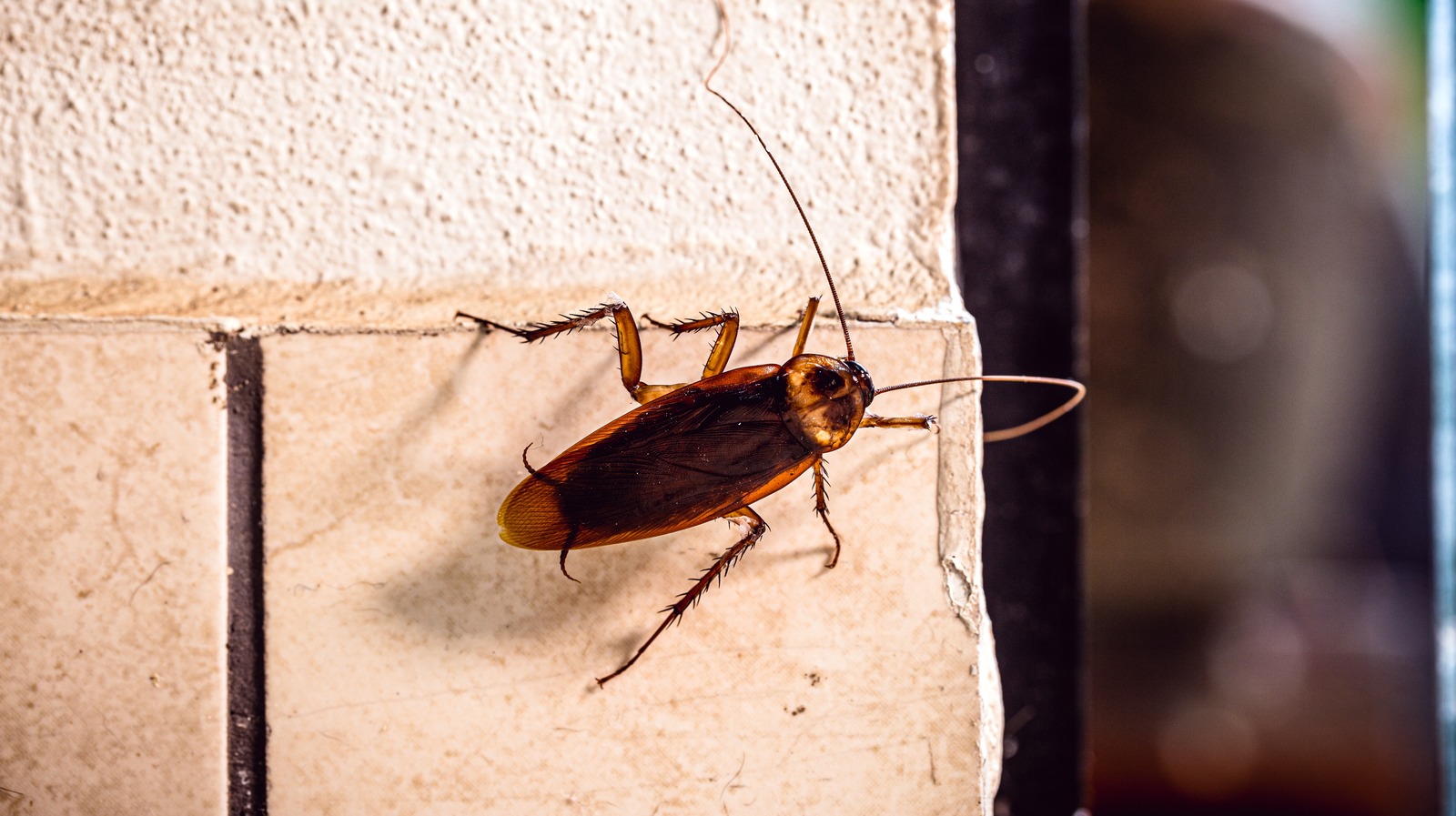 Magic Clove: How to Kill Cockroaches Within 5 Minutes || Home Remedy