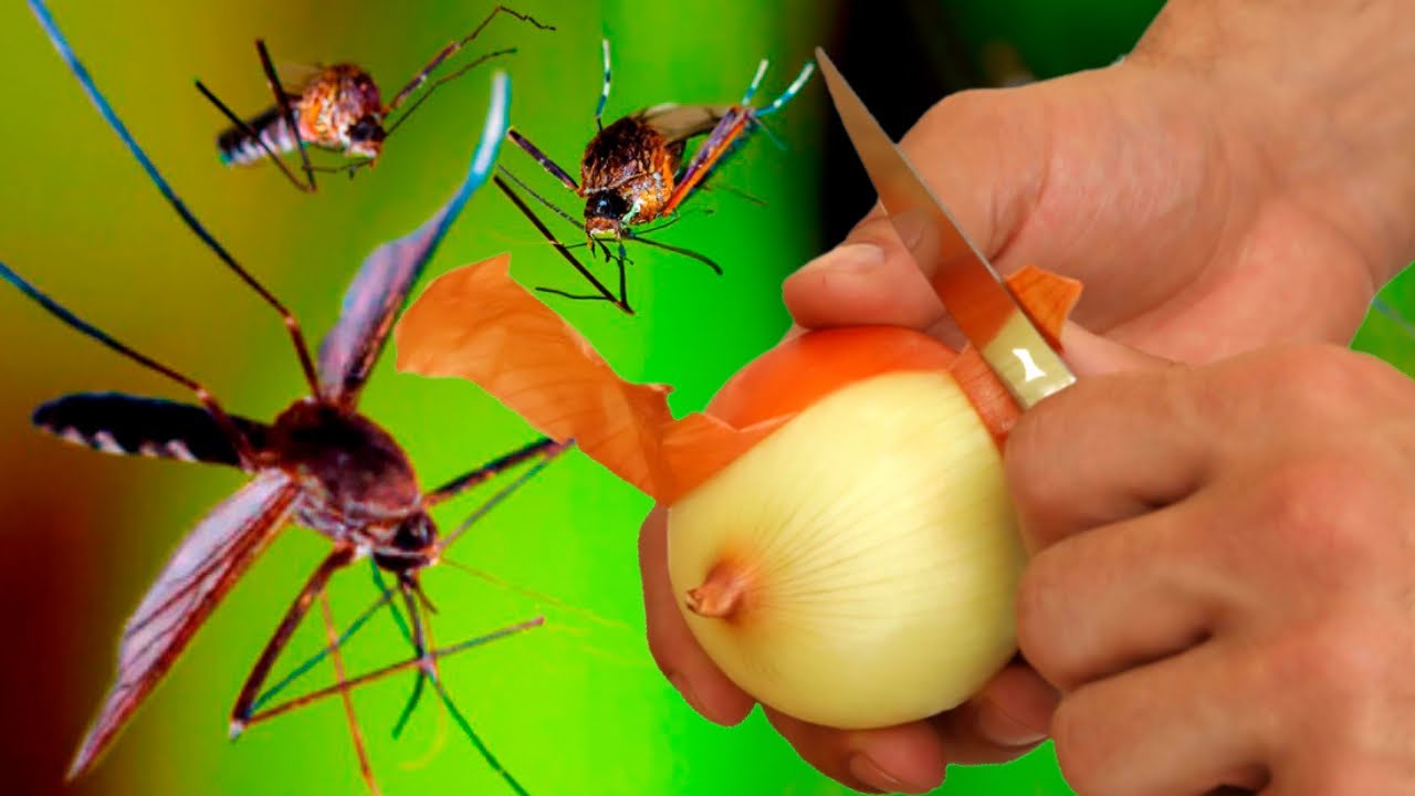 Mosquitoes Disappear in Just 1 Minute Forever! Best Free Organic Recipe with Onion