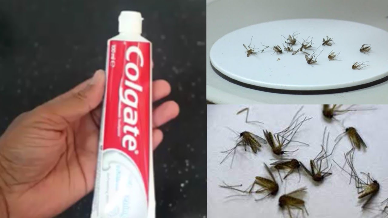 Just One Minute: How to Kill Mosquitoes at Home with a Magic Ingredient – Colgate!