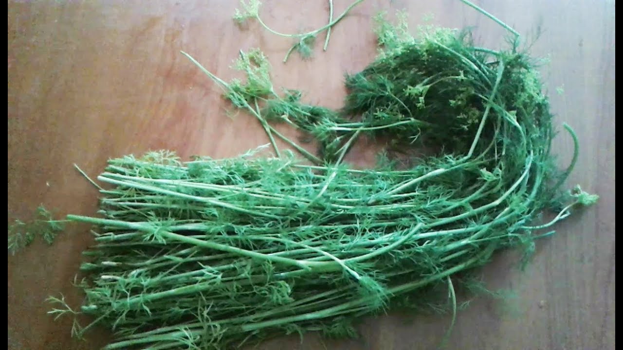 Dill Stems Can Be Used: Don’t Let Them Go to Waste!