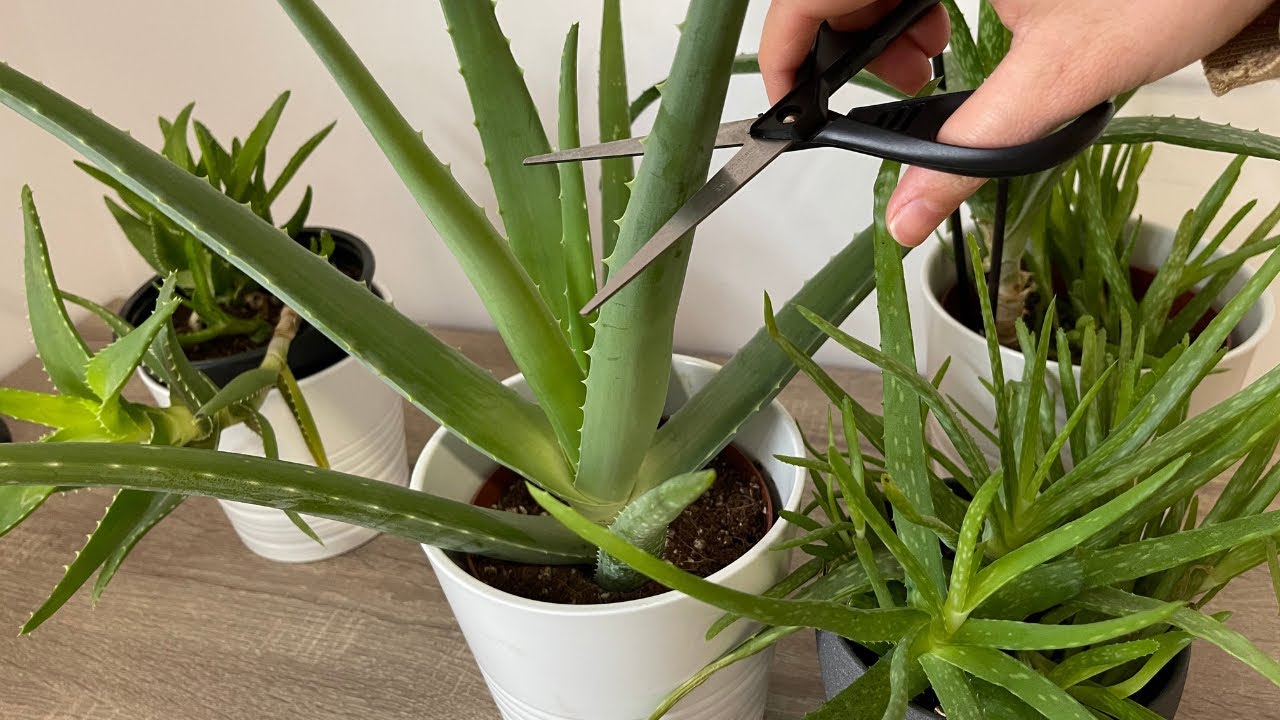 Pay Attention to This for Aloe Vera to Give Abundant Offspring and Fast Growth! Aloe Secrets