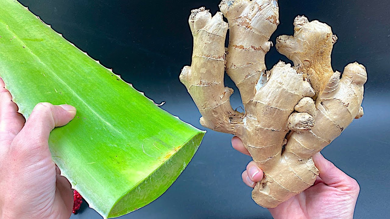 Unleash Nature’s Powerhouse Duo: Aloe Vera and Ginger for Ultimate Bacterial Defense