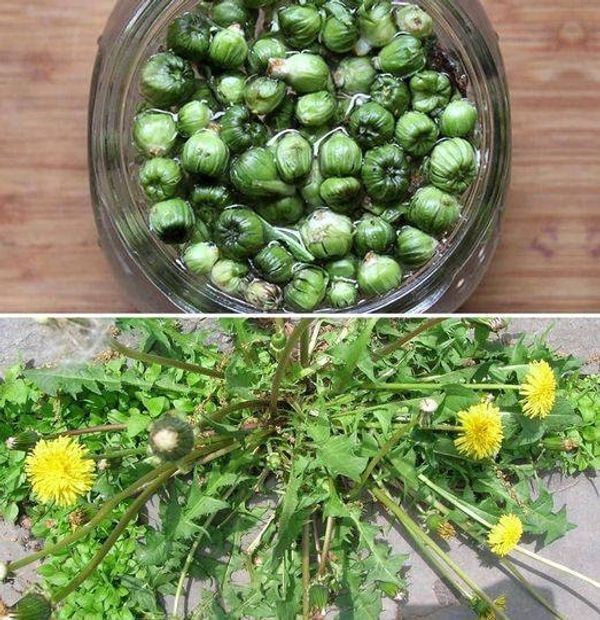 How to Prepare Dandelion “Capers”: Tasty and Healthy