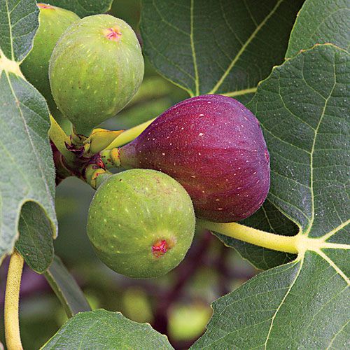 10 Major Benefits of Eating Figs Every Day [and 3 Risks]