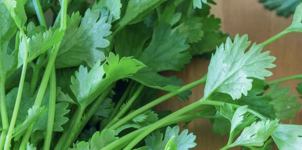 Discover the Secret to Revitalized Joints with Grandma’s Coriander Recipe