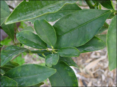 Unlocking the Healing Power of Tangerine Leaves