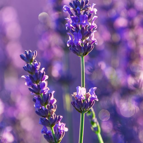 How to Make Lavender Oil (Macerate) and Its Benefits