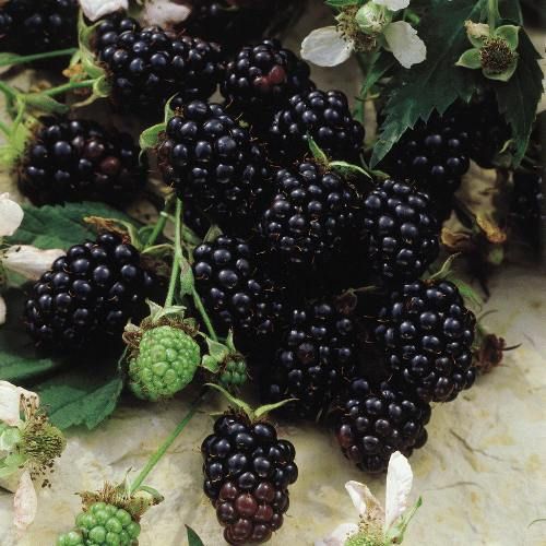 The Astonishing Benefits of Blackberry Leaves: Just Two Leaves Are Worth More Than 1,000 Medicines