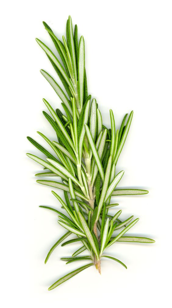 Rosemary: The Secret to Hair That Grows Like Crazy!