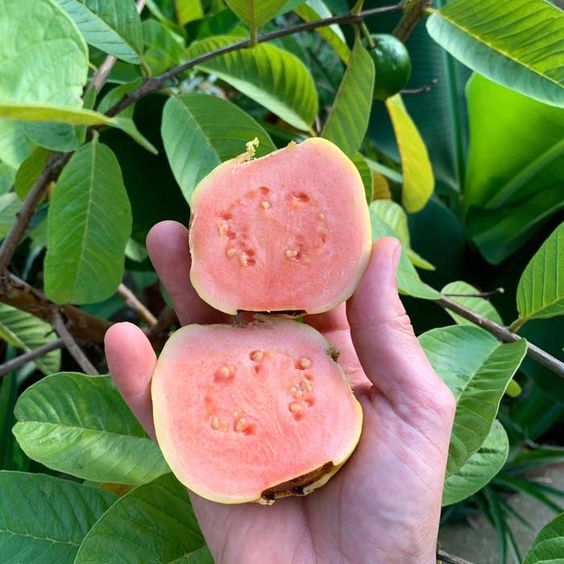 How to Grow Guava Fruit in a Pot: A Complete Guide to a Bountiful Harvest, 15-18 KG Fruit in a Pot