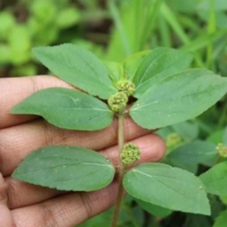 Exploring the Benefits of Euphorbia Hirta: A Natural Wonder