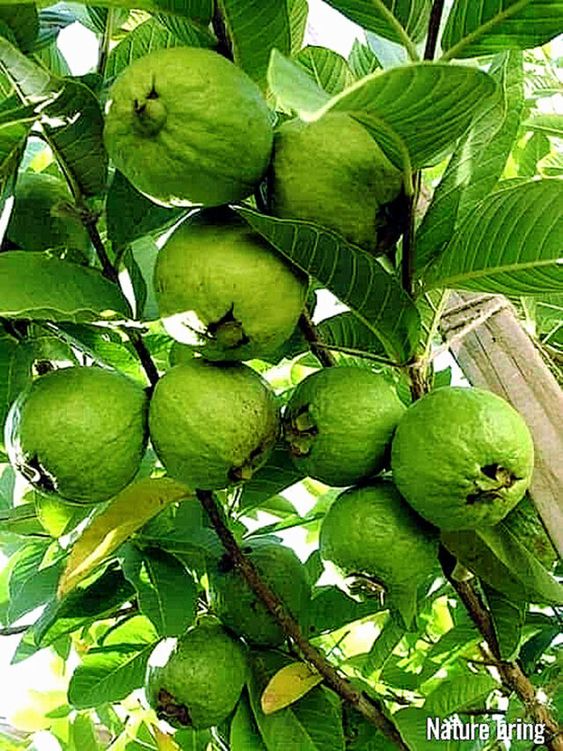 5 Common Mistakes to Avoid with Guava