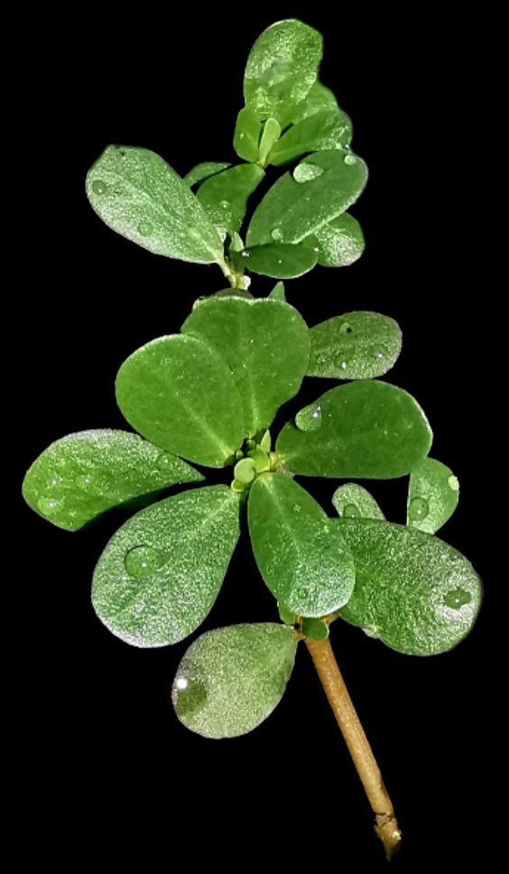 Purslane is Tastier Than Meat! Neighbors from Turkey Taught Me How to Cook This Amazing Weed