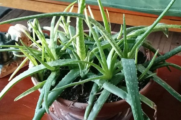 Massive aloe plant taking over a wide terracotta planter.