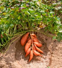 10 Shocking Benefits of Eating Sweet Potato