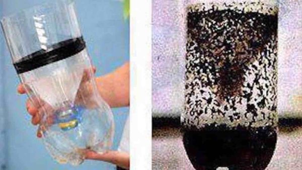 DIY Mosquito Trap: An Effective Solution for Mosquito Control