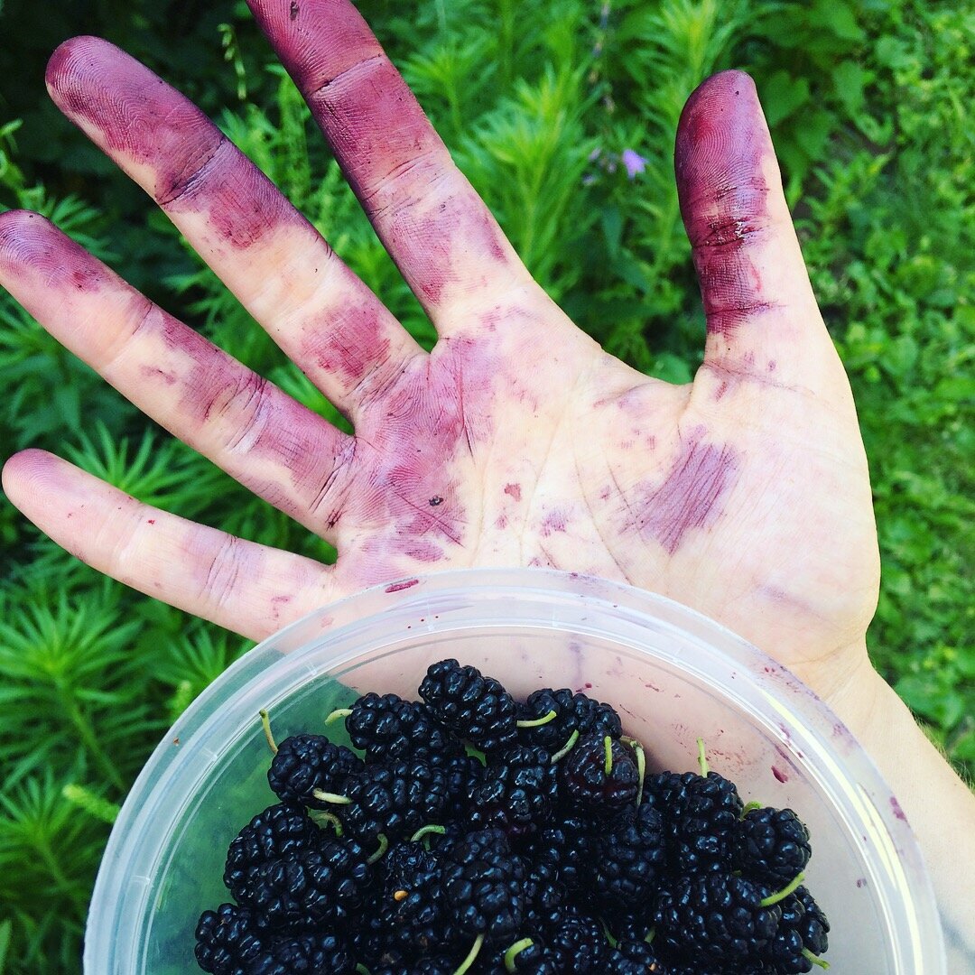 Quick and Easy Guide to Harvesting Mulberries