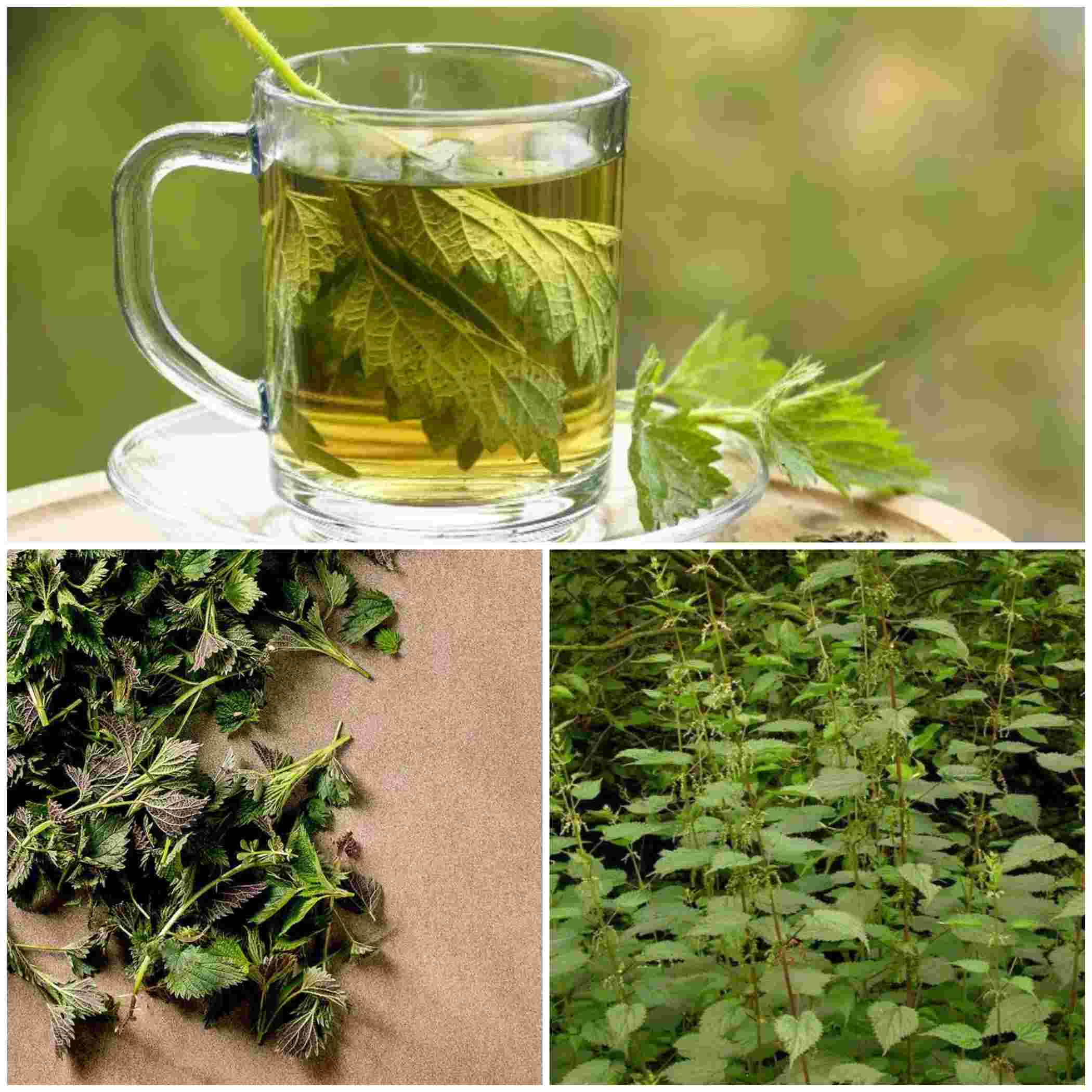 Discover the Bone-Strengthening Benefits of Nettle Tea