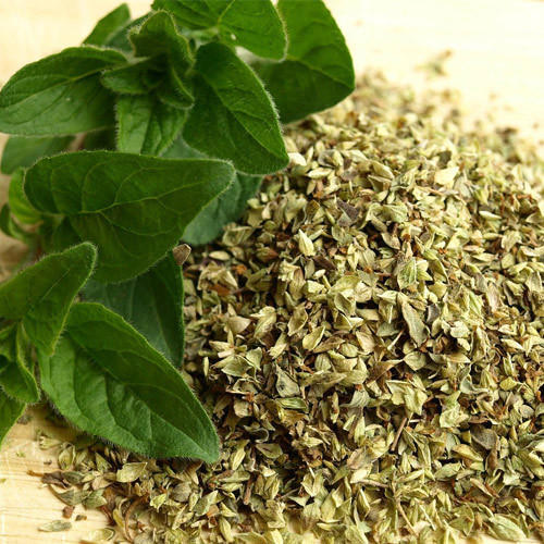 How to Dry and Preserve Oregano Leaves at Home