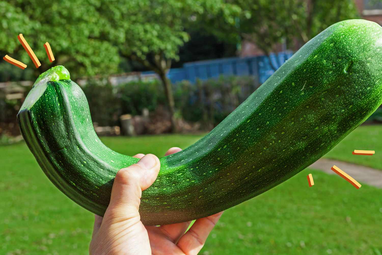 Zucchini: 4 Facts and a Twist! 🥒