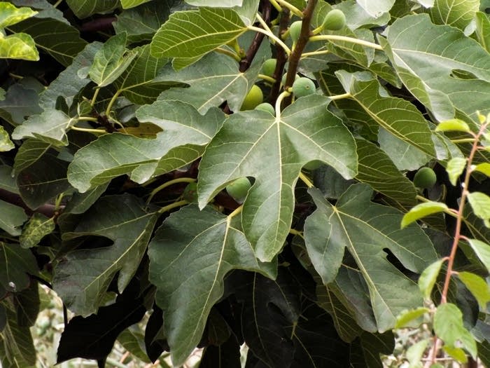 Regulate Blood Sugar Naturally: A Remedy for Diabetes with Fig Leaves