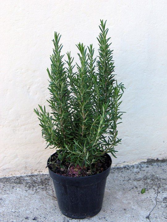 Discover the Power of Rosemary for Hair Growth: Stronger Than Lemon and Garlic