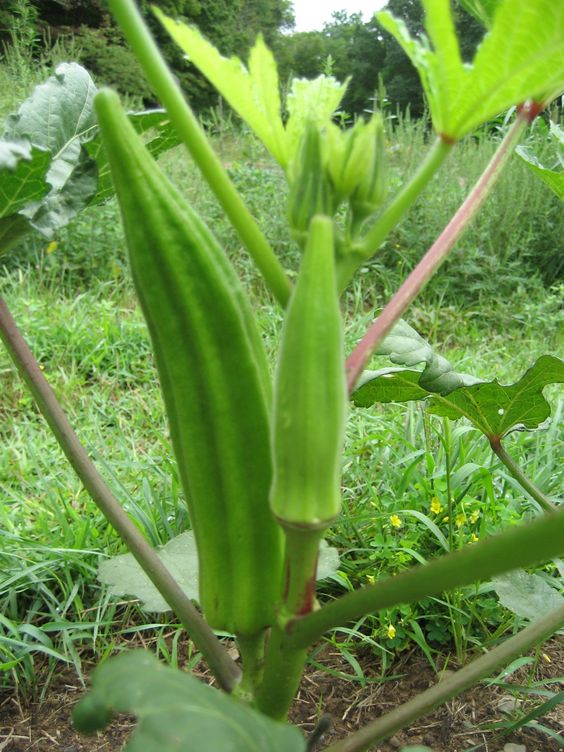 Delightful Okra Recipe: How to Cook Okra Without the Slime