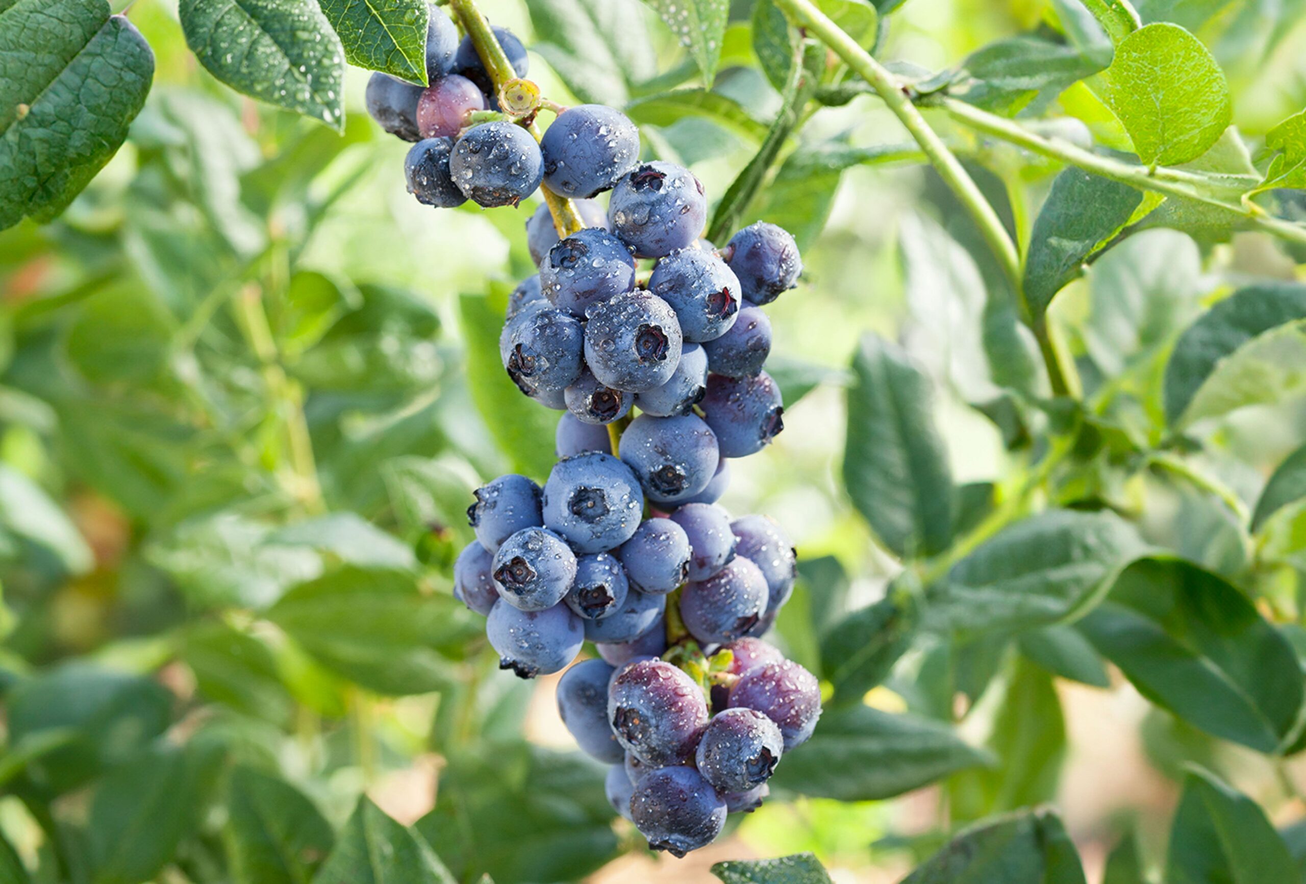 A Natural Remedy for Lowering Blood Sugar and Combating Diabetes: Blueberries