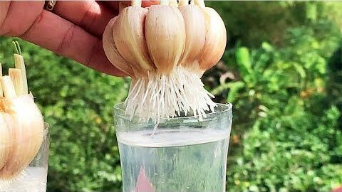 Growing Garlic in Water: A Fresh Approach for Garden Enthusiasts