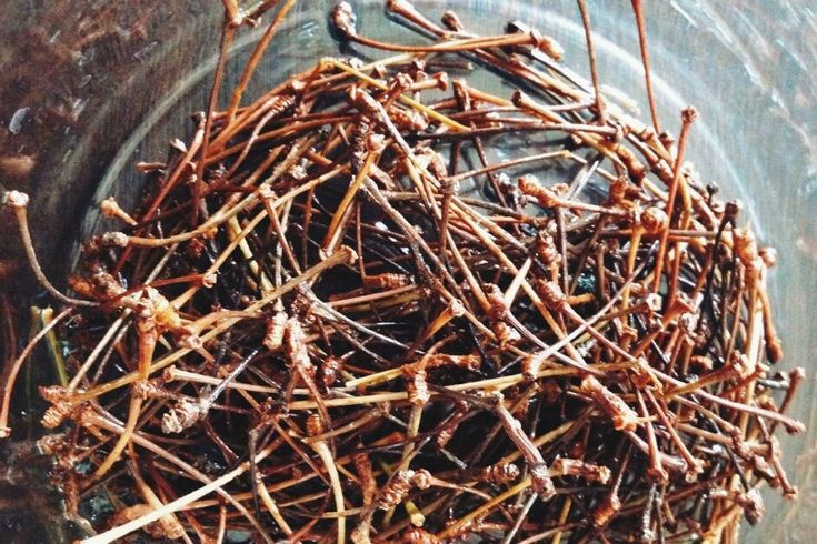 Boil Cherry Stalks, Drink the Liquid, and You Will Be Grateful for the Advice