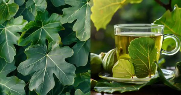 Harnessing the Power of Fig Leaves: A Natural Remedy for Diabetes and More