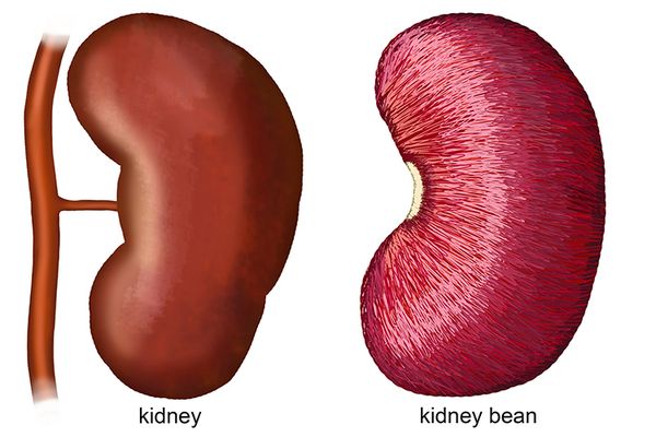 The Fascinating Connection Between Food and Body Parts