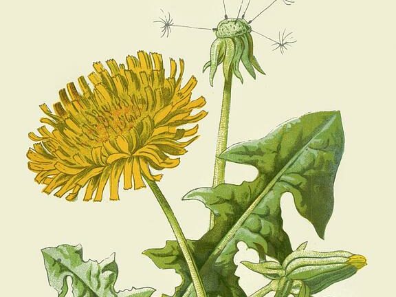 The Health Benefits of Dandelions: More Than Just Weeds!