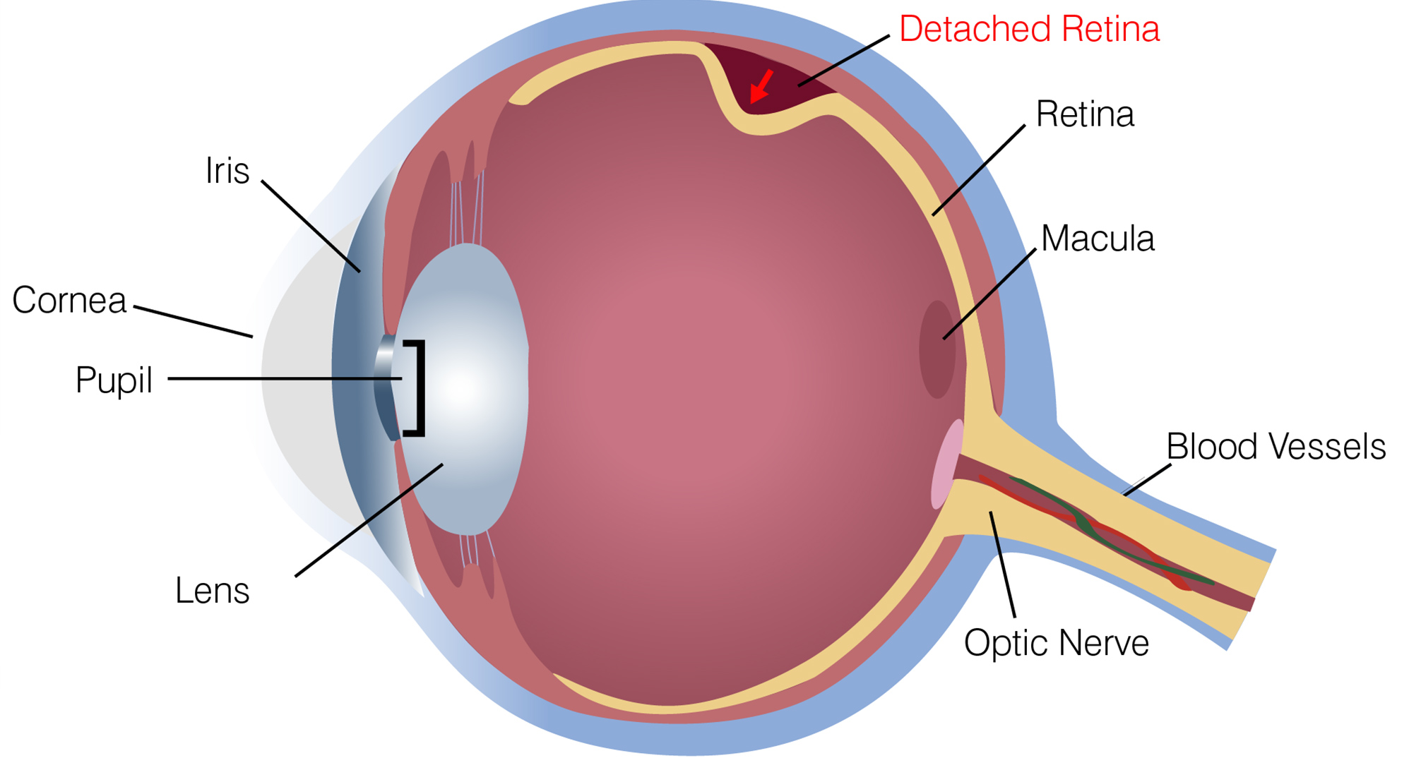 Top 10 Best Foods to Improve Eye Health: Eat for Clear Vision