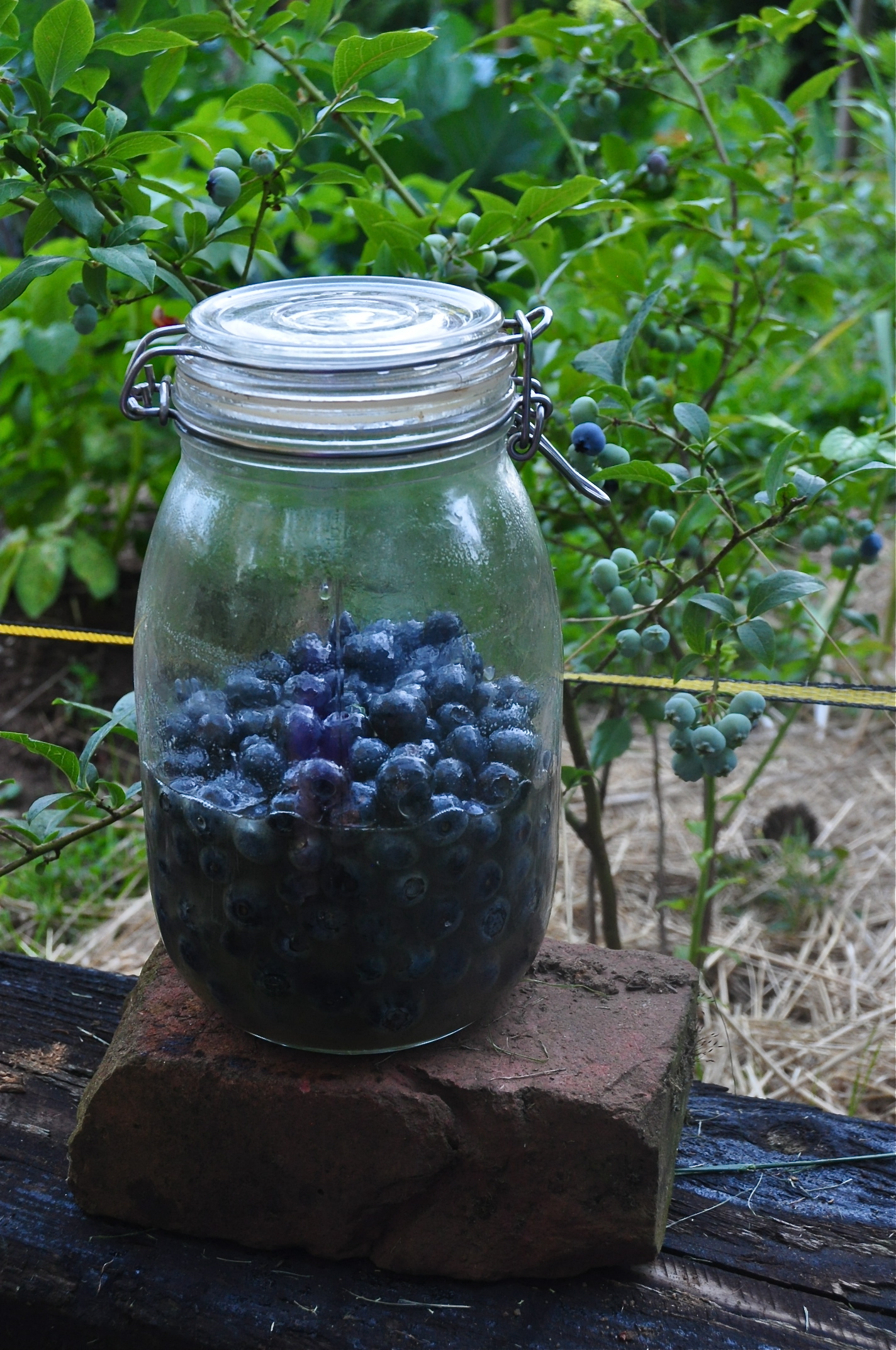 He Mixed Berries with Honey and Was Not Sick for Years: A Natural Remedy for Wellness