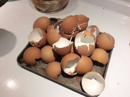 You Will Never Throw Away Eggshells Again After Reading This!