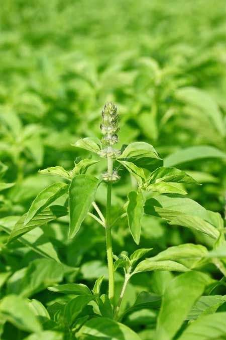 The Remarkable Health Benefits of Basil: A Leaf of Power