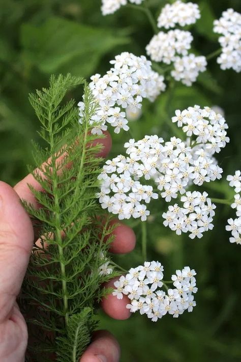 Discover the Remarkable Benefits of Yarrow: A Must-Have Plant for Your Garden